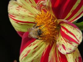 A bee on a flower photo