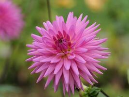 A close up of a pink flower with green leaves photo