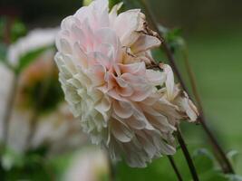 A close up of a flower with a white center photo