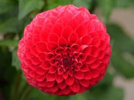 A red flower with a green stem photo
