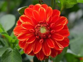 A large red flower with yellow centers photo