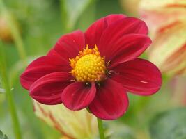 A red flower with yellow centers is in the middle of a green field photo