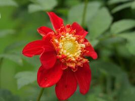 A red flower with yellow centers photo