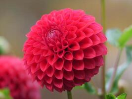 A red flower with green leaves in the background photo