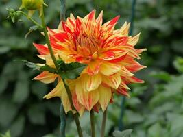 A yellow and red flower with green leaves photo