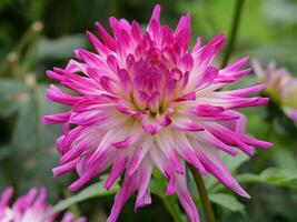 A close up of a pink and white flower photo
