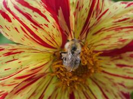 A bee on a flower photo