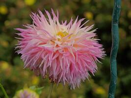A pink and yellow dahlia flower in a garden photo