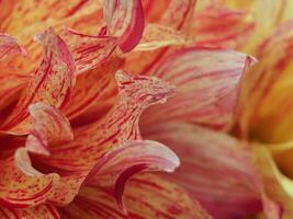 A close up of a yellow and red flower photo