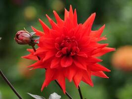 A red flower with a bud on it with blurred green background photo