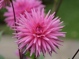 A close up of a pink flower with green leaves photo