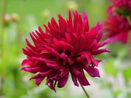 A red flower with a green stem photo