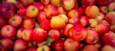 Box of shiny red apples photo