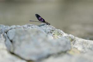 Close up detail of dragonfly. dragonfly image is wild with blur background. Dragonfly isolated. photo