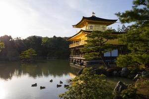 The Golden pavilion at sunset time with duck in the lake photo