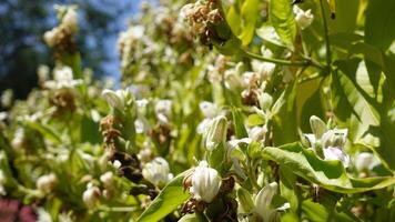Adhatoda Vasica Malabar nut white flowers, adulsa, adhatoda, vasa, vasaka, When dry they are of a dull brownish green colour. photo