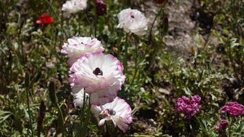 A flower bed with white pink Ranunculus or Buttercups usually flower in the spring, Soft hairy herb with long spreading hairs on the lower stem photo