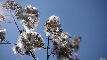 White flower Eupatorium cannabinum, Hemp Agrimony seedheads wildflower is easy to grow and makes an attractive addition to moist areas of the garden, stand tall against blue sky. photo