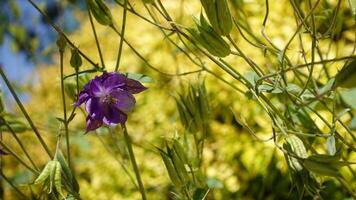 Aquilegia alpina navy blue flowers on tall branching stems commonly known as Alpine Columbine, is a compact species with charming, bright violet-blue with yellow spring garden at background. photo