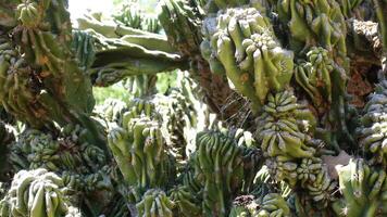 Close up rough surface of Cereus peruvianus monstrose is a beautiful specimen cactus for a large cactus or succulent garden ,pattern on the stem ribs ,It is slower growing. photo