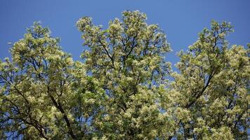 Flindersia schottiana, commonly known as bumpy ash, cudgerie or silver ash, is a species of rainforest tree with panicles of white flowers with blue sky background. photo