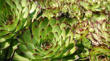 Sempervivum tectorum, commonly known as Common Houseleek or Hens and Chicks, is a hardy and versatile succulent native to Europe and Asia, An attractive succulent perennial on garden beds. photo