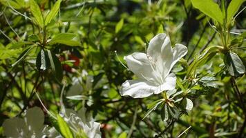 Azalea indica Alba Magnifica large single white flowers with a slight perfume in spring and produces dark green foliage. photo
