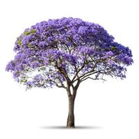 High resolution image jacaranda tree purple flower on white background with closed up. photo