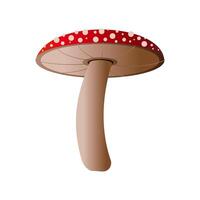 Spotted red fly agaric mushroom isolated on white background. vector