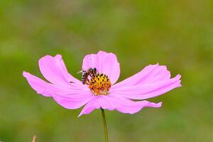 Bumblebee collecting pollen from flowers, closeup view, selective focus photo