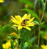 Bumblebee on Maximilian sunflower in garden. photo