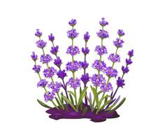 Cartoon lavender flowers in full bloom in a garden vector