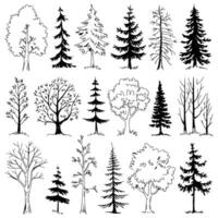 Diverse Collection of Tree Illustrations Showcasing Various Shapes, Sizes, and Foliages Including Evergreen Conifers and Deciduous Trees Arranged in a Grid Pattern Perfect for Educational vector