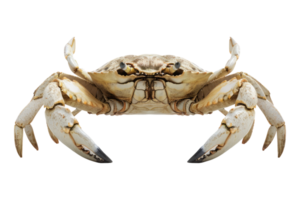 A crab with large claws on its back png