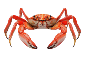 A crab with large claws on its back png
