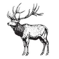 a deer, hand drawn in hunting style. illustration design. Vintage engraving of isolated deer. Handmade vector