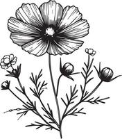 Hand-drawn periwinkle flower bouquet sketch illustration engraved ink art periwinkle botanical leaf branch collection isolated on white background coloring page and books vector