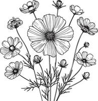 Cosmos coloring book hand drawn botanical spring elements bouquet of cosmos flower line art, coloring page, sketch, artistic simplicity doodle art, Easy yellow cosmos flower drawing vector