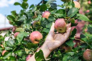 An organic orchard on a farm. Person reaching for an apple on a tree. The apples look ripe and ready to be picked, with a lovely red and green hue. The leaves and branches are lush and healthy. photo