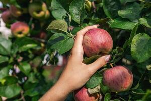 An organic orchard on a farm. Person reaching for an apple on a tree. The apples look ripe and ready to be picked, with a lovely red and green hue. The leaves and branches are lush and healthy. photo