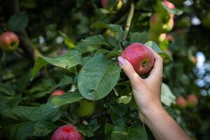 An organic orchard on a farm. Person reaching for an apple on a tree. The apples look ripe and ready to be picked, with a lovely red and green hue. The leaves and branches are lush and healthy. photo