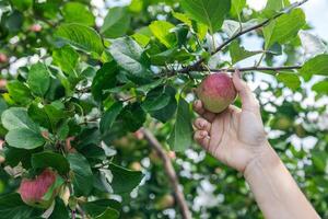 An organic orchard on a farm. Person reaching for an apple on a tree. The apples look ripe and ready to be picked, with a lovely red and green hue. The leaves and branches are lush and healthy. photo