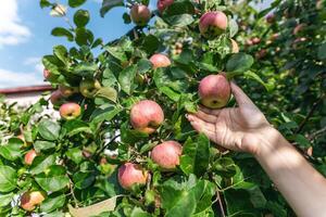 An organic orchard on a farm. Person reaching for an apple on a tree. The apples look ripe and ready to be picked, with a lovely red and green hue. The leaves and branches are lush and healthy. photo