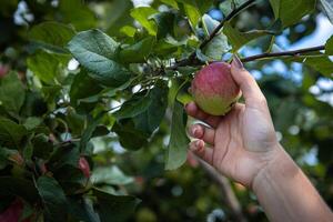 An organic orchard on a farm. Person reaching for an apple on a tree. The apples look ripe and ready to be picked, with a lovely red and green hue. The leaves and branches are lush and healthy. photo