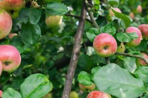 Close-up of a cluster of apples hanging from a tree branch. The apples are a mix of red and green, indicating they're ripening well. The surrounding leaves are vibrant. photo