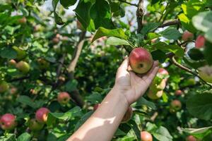 An organic orchard on a farm. Person reaching for an apple on a tree. The apples look ripe and ready to be picked, with a lovely red and green hue. The leaves and branches are lush and healthy. photo