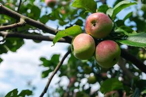 Close-up of a cluster of apples hanging from a tree branch. The apples are a mix of red and green, indicating they're ripening well. The surrounding leaves are vibrant. photo
