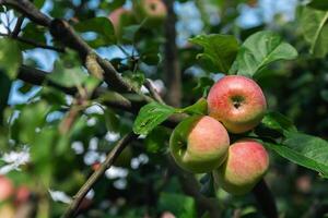 Close-up of a cluster of apples hanging from a tree branch. The apples are a mix of red and green, indicating they're ripening well. The surrounding leaves are vibrant. photo