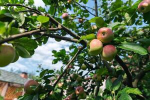 Close-up of a cluster of apples hanging from a tree branch. The apples are a mix of red and green, indicating they're ripening well. The surrounding leaves are vibrant. photo