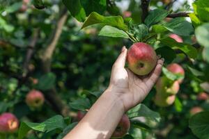 An organic orchard on a farm. Person reaching for an apple on a tree. The apples look ripe and ready to be picked, with a lovely red and green hue. The leaves and branches are lush and healthy. photo